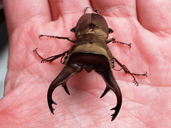 カウピホソアカクワガタ