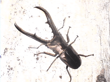 メタリフェルホソアカクワガタ　ペレン