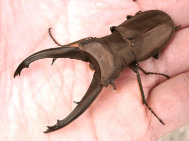 インペラトールホソアカクワガタ