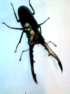 メタリフェルホソアカクワガタ　ペレン