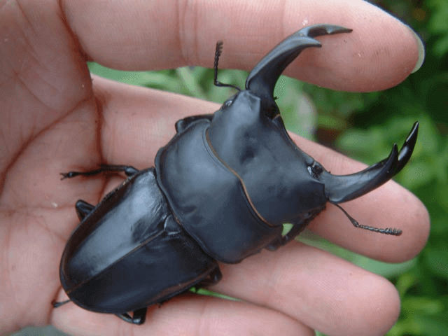 国産オオクワガタ　能勢