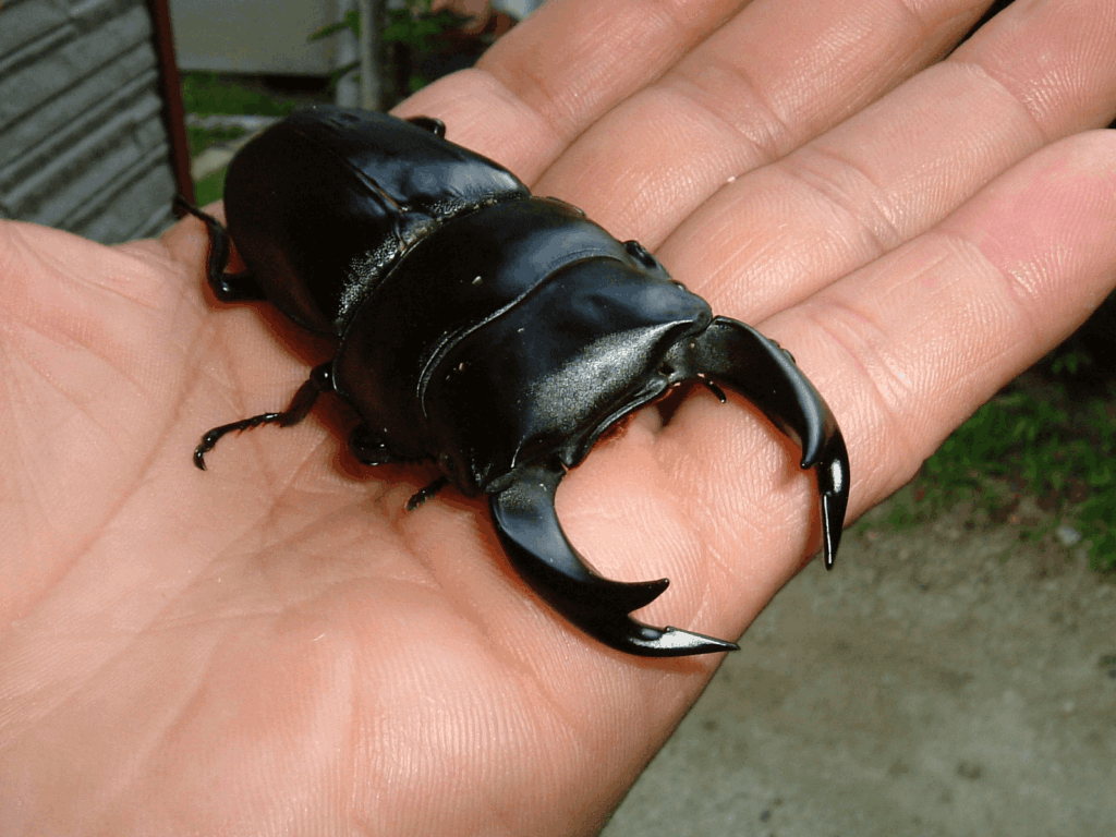 国産オオクワガタ　阿古谷