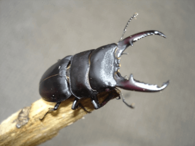 国産ヒラタクワガタ