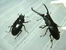 ギラファノコギリクワガタ　フローレス