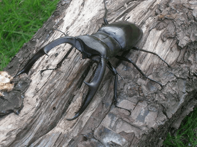 マンディブラリスフタマタクワガタ