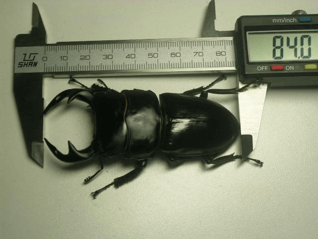 グランディスオオクワガタ　インド