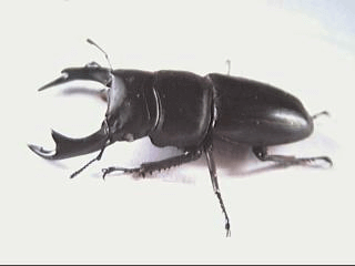 国産オオクワガタ ホワイトアイ