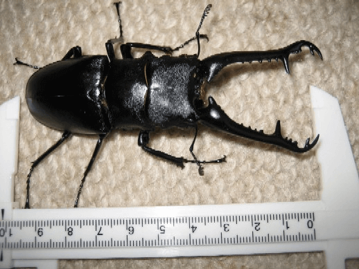 ギラファノコギリクワガタ　フローレス