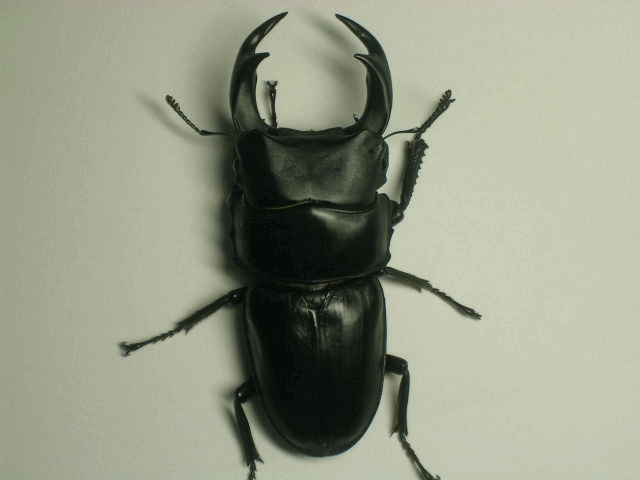 国産オオクワガタ　佐賀みやき町