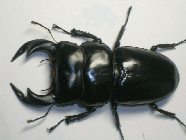 アンタエウスオオクワガタ　インド　