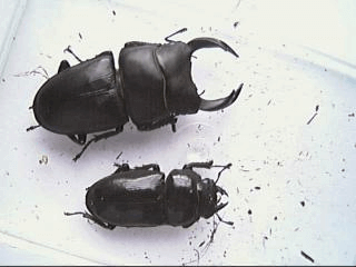 国産オオクワガタ 青森