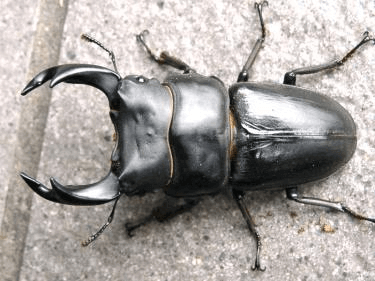 国産オオクワガタ