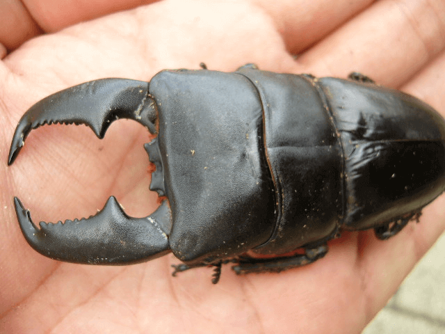 スマトラオオヒラタクワガタ