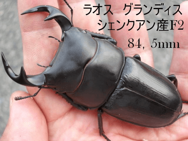 グランディスオオクワガタ ラオスシェンクアンF2