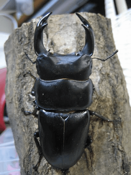 国産オオクワガタ 川西