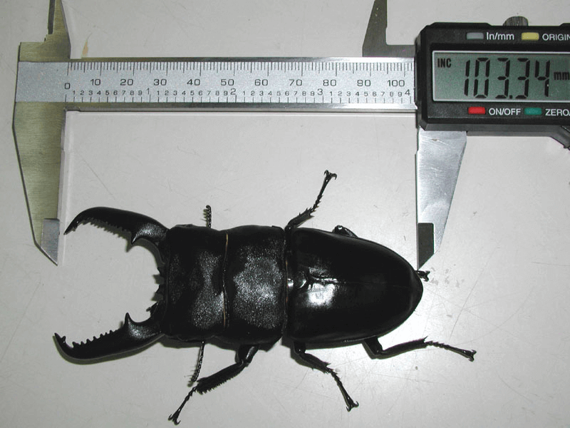 パラワンオオヒラタクワガタ