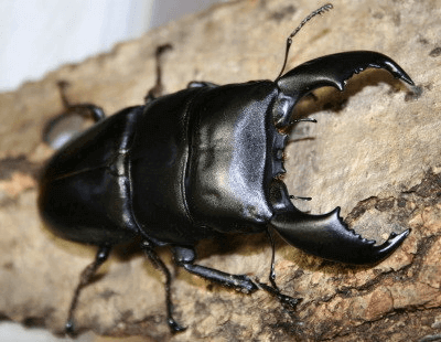 スマトラオオヒラタクワガタ