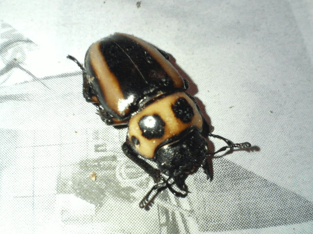 メリーメンガタクワガタ　カメルーンＦ2