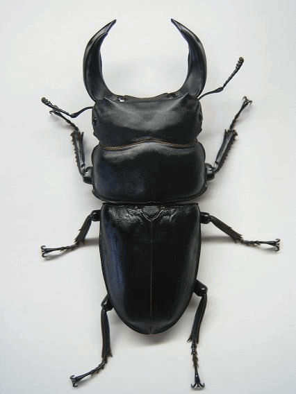 ホペイオオクワガタ　福建省建甌産WF6