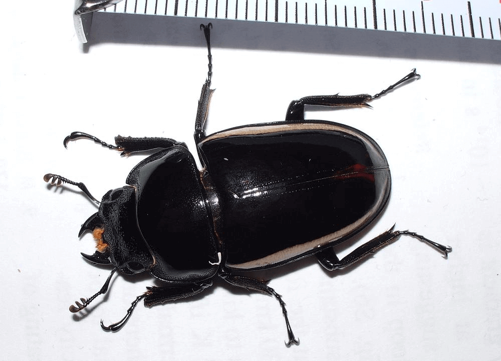 ウォレスノコギリクワガタ　♀