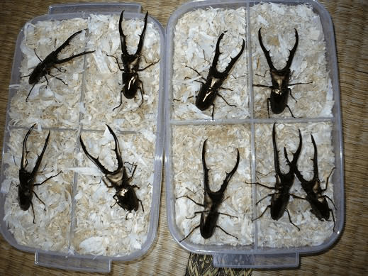 メタリフェルホソアカグワガタ　ペレン