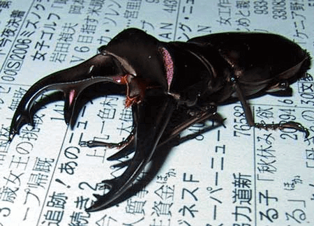 カウピホソアカクワガタ