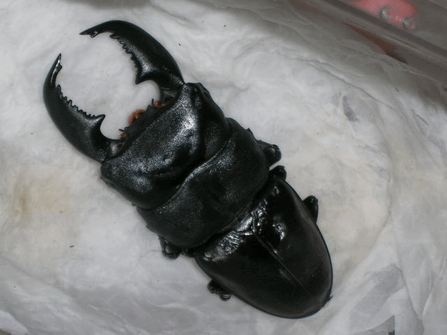 スマトラオオヒラタクワガタ