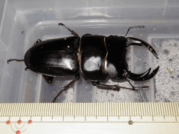 国産オオクワガタ　福島