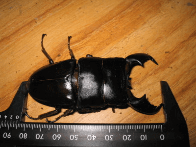 スマトラオオヒラタクワガタ　リアウ