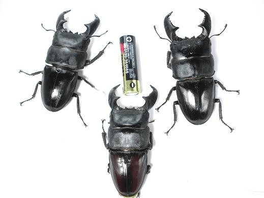 スマトラオオヒラタクワガタ　パダン