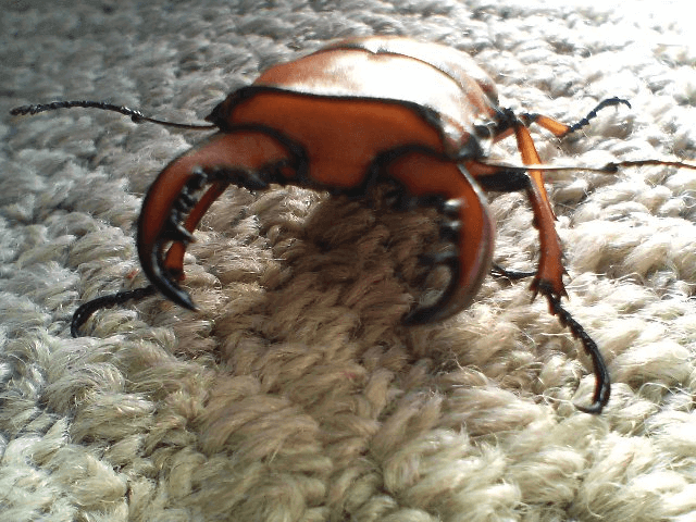 メリーメンガタクワガタ