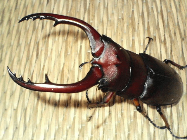 アスタコイデスノコギリクワガタ　ジャワ