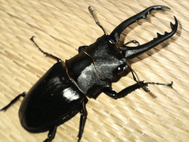 ギラファノコギリクワガタ　ジャワ