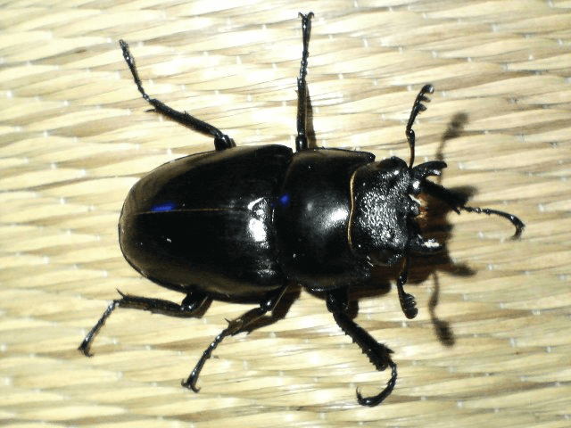 ギラファノコギリクワガタ　ジャワ