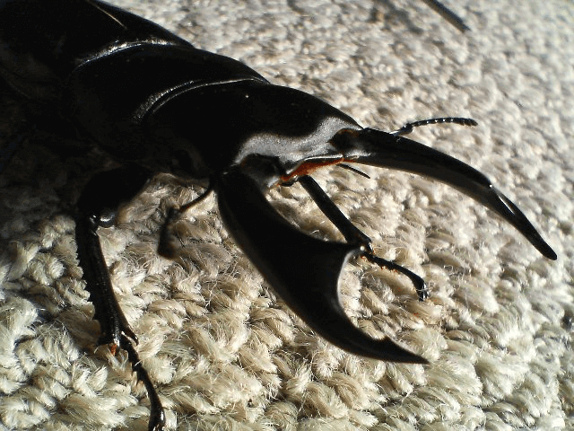 シェンクリングオオクワガタ