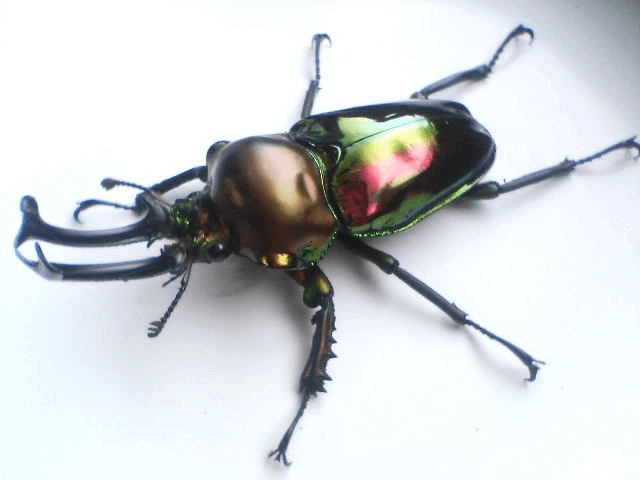 ニジイロクワガタ