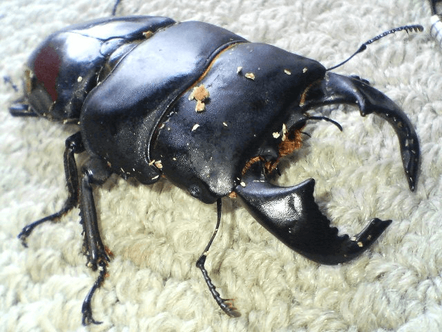 ダイオウヒタラクワガタ