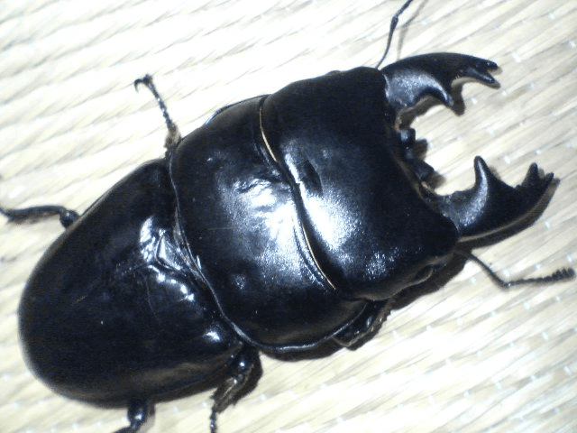 アルキデスオオヒラタクワガタ