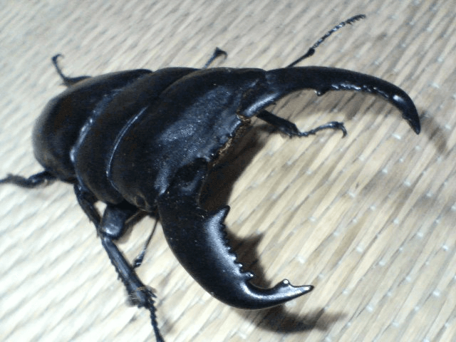 スマトラオオヒラタクワガタ　ベンクール