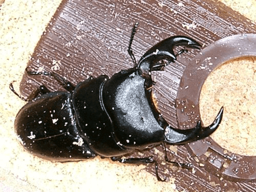 パリーオオクワガタ　(Dorcus ritsemae ritsemae)