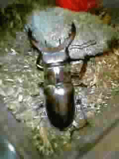 国産ミヤマクワガタ　東京都八王子