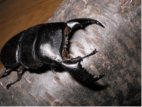 ボルネオヒラタクワガタ