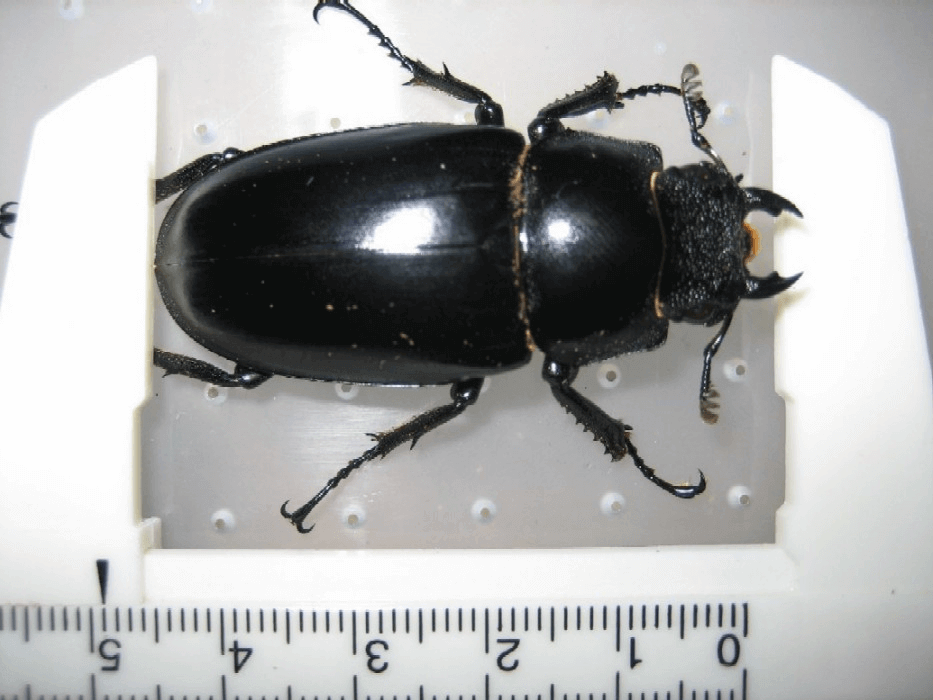 ギラファノコギリクワガタ　フローレス