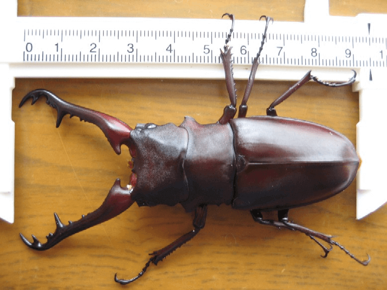 ギラファノコギリクワガタ　フローレスWF1