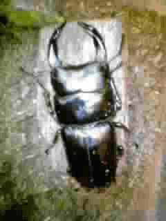 国産オオクワガタ　山梨