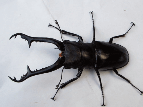 ギラファノコギリクワガタ　インド