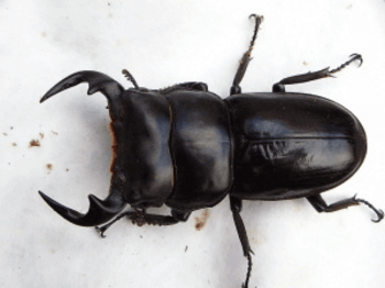 アンタエウスオオクワガタ　マレー