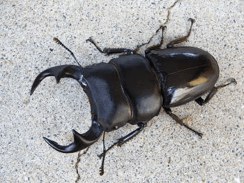 パリ―オオクワガタ