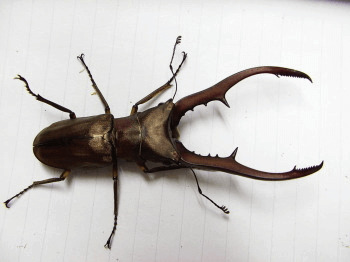 メタリフェルホソアカクワガタ