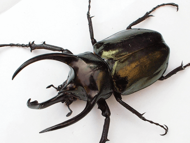 アトラスオオカブト　ミンダナオ